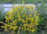 Spanish Gorse, Spanish ცოცხი