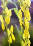 照 园林花卉 戴尔的绿色杂草 (Genista tinctoria), 黄