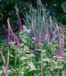 fotografie Gradina Flori Teucrium , violet