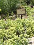 fotografie Gradina Flori Teucrium , galben