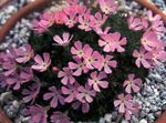 fotografie Záhradné kvety Douglasii, Skalnaté Horské Trpaslík-Prvosienky, Vitaliano (Douglasia), ružová