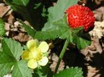 Foto Dārza Ziedi Indijas Zemeņu, Izspēles Zemene (Duchesnea indica), dzeltens