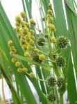 fotografija Vrtno Cvetje Exotic Bur Reed (Sparganium erectum), rumena