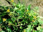 Suur Yellowcress