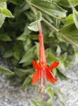 Nuotrauka Sodo Gėlės Narrowleaf California Fuksija, Šerkšnas Fuksija, Kolibris Trimitas (Zauschneria), oranžinis