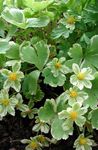 Photo les fleurs du jardin Hacquetia , jaune