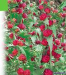 foto I fiori da giardino Bastoni Fragola (Chenopodium foliosum), rosso