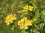 foto I fiori da giardino Phlomis , giallo