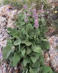 foto I fiori da giardino Phlomis , lilla