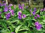 Photo les fleurs du jardin Dentaria (Dentaria, Cardamine), lilas