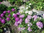 სურათი ბაღის ყვავილები Candytuft (Iberis), იასამნისფერი