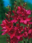 Photo Garden Flowers Ixia , red