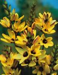 Photo Garden Flowers Ixia , yellow