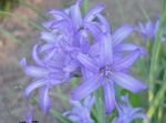 Photo Lily-of-the-Altai, Lavender Mountain Lily, Siberian Lily, Sky Blue Mountain Lily, Tartar Lily characteristics