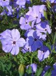 fotografie Zahradní květiny Sweet-William Silenka, None-Tak-Krásná, Růže Nebe (Silene armeria, Silene coeli-rosa), šeřík