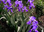 mynd garður blóm Iris (Iris barbata), fjólublátt