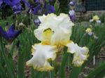 Fil Trädgårdsblommor Iris (Iris barbata), gul