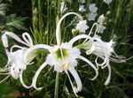 სურათი ბაღის ყვავილები Spider Lily, Ismene, ზღვის ნარცისი (Hymenocallis), თეთრი