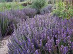 foto I fiori da giardino Issopo (Hyssopus officinalis), lilla