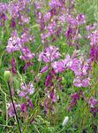 Фото Бақша Гүлдер Istoda Ащы (Polygala amara), жұпаргүл