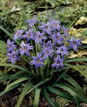 Bilde Hage blomster Våren Starflower (Ipheion), syrin