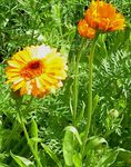 Pot Marigold