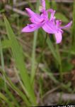 Photo Grass Pink Orchid characteristics