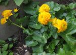 Photo bláthanna gairdín Riasc Buí, Kingcup (Caltha palustris), buí