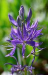 Kamasie Camassia