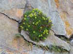 foto I fiori da giardino Saxifraga , giallo