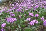 Zand Verbena