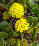 Photo bláthanna gairdín Verbena Gaineamh (Abronia), buí