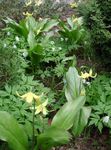 Foto Dārza Ziedi Fawn Lilija (Erythronium), dzeltens