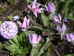 Foto Dārza Ziedi Fawn Lilija (Erythronium), ceriņi