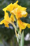 Foto Canna Lily, Indijska Pucao Biljka karakteristike