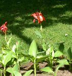 Canna Lilijas, Indian Shot Augs