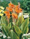 Фото Садовые Цветы Канна (Canna), оранжевый