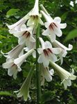 Foto Have Blomster Gigantiske Lilje (Cardiocrinum giganteum), hvid