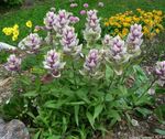 mynd garður blóm Indian Pensilinn (Castilleja), lilac