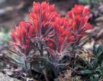 Indian Paintbrush