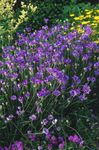 foto Flores do Jardim Amor Planta, Dardo Do Cupido (Catananche), roxo