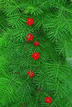 Fil Trädgårdsblommor Kardinal Klättrare, Cypress Vine, Indiska Rosa (Ipomoea quamoclit), röd