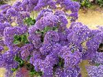 Kermek (Limonium) Statice