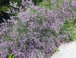 Photo Sea lavender characteristics