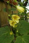 Foto Gartenblumen Gelbes Wachs Glocken (Kirengeshoma palmata), gelb