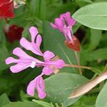 フォト 庭の花 サンジソウ、花輪、花、山の花輪 (Clarkia), ピンク