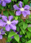 Фото Садові Квіти Клематис (Clematis), бузковий