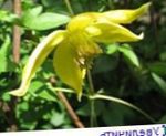 Photo Clematis characteristics