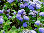 Photo Floss Flower (Ageratum houstonianum), light blue