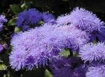 Ageratum